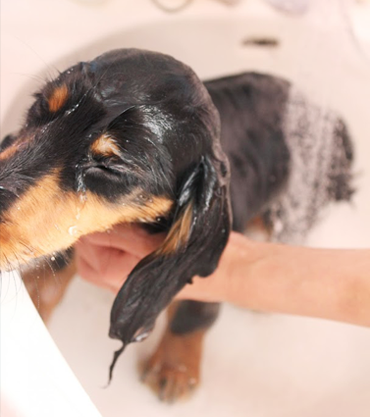 シャワーを浴びる犬