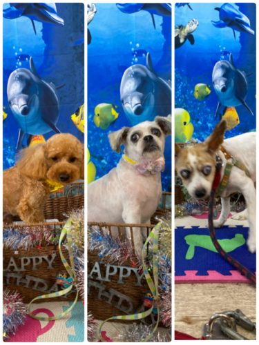 d09dba81-de1b-44ff-a9a2-514fc00d67f0